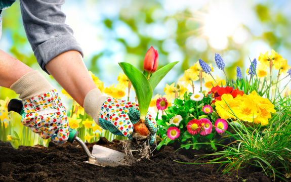 Woman gardening