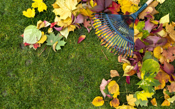 Raking leaves