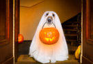 Dog ghost costume